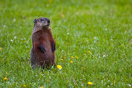 An alert motionless groundhog whistles when alarmed to warn other groundhogs.