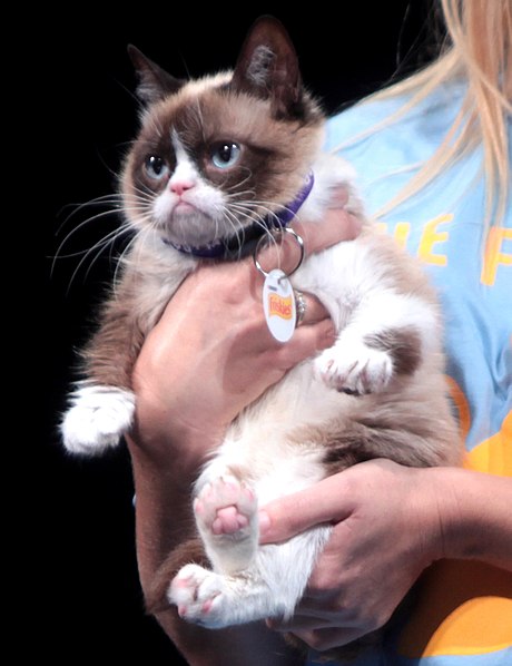 File:Grumpy Cat by Gage Skidmore.jpg