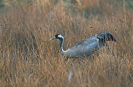 Grue cendrée - Grus grus