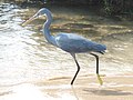 Western Reef Heron