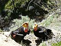 Adult pair; Hopper Mountain NWR, California