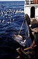 Arktinis ryklys žvejų nelaisvėje