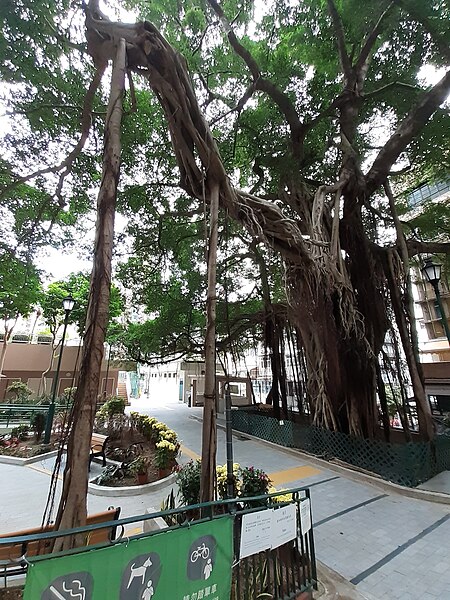 File:HK SW 上環 Sheung Wan卜公花園 Blake Garden 老榕樹 Chinese banyan tree 氣根 root n trunk February 2020 SS2 15.jpg