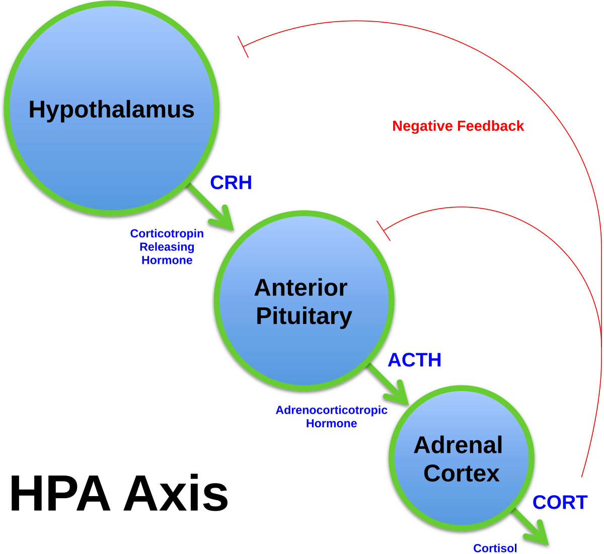 adrenal glands release which hormone