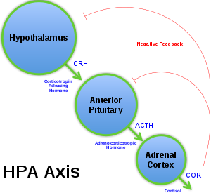 HPA axis diagram HPA Axis Diagram (Brian M Sweis 2012).svg