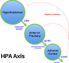 Kelenjar hipofisis anterior menghasilkan beberapa hormon antara lain hormon