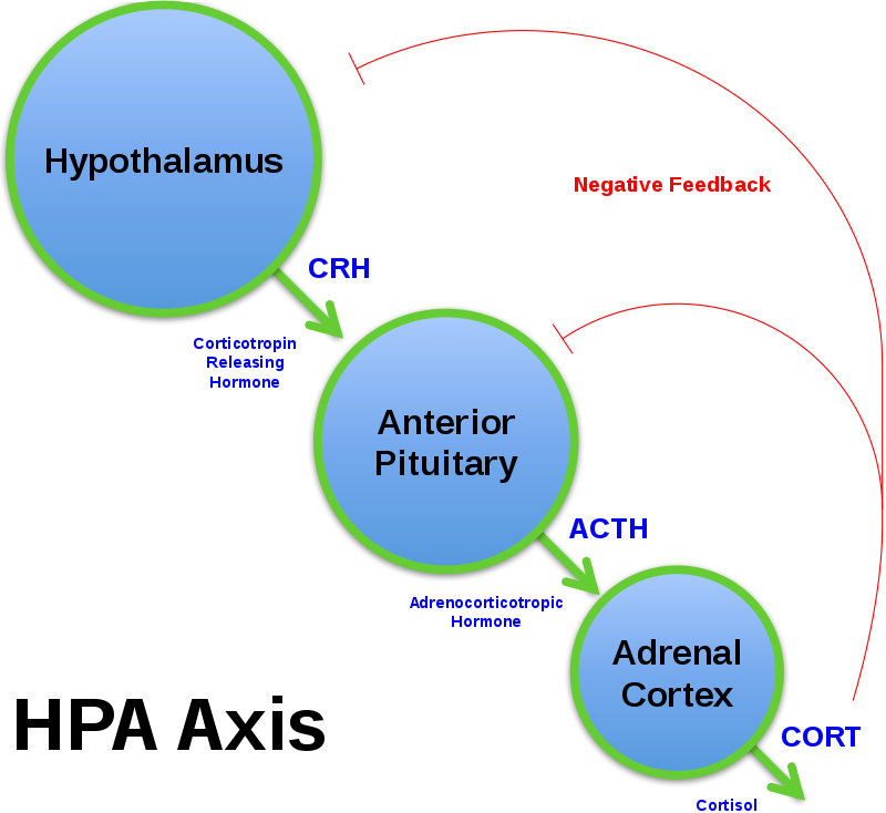 hormone stimulates the growth and secretions of the adrenal cortex