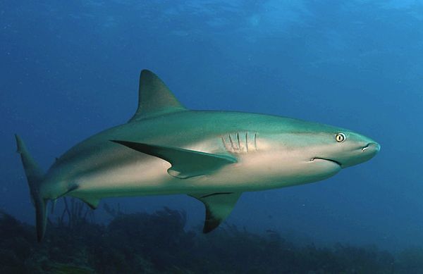 Tubarão-preto Carcharhinus Sinônimos Sobre O Recife De Coral Foto de Stock  - Imagem de animal, dentes: 157704248