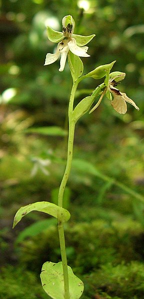 File:Habenaria corydophora (1).jpg