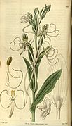 Habenaria quinqueseta var. macroceratitis