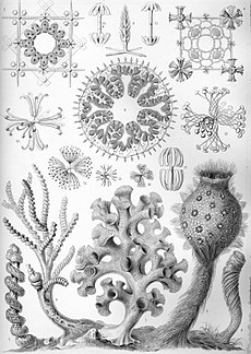 Haeckel Hexactinellae.jpg