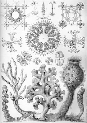 "Hexactinellida" do livro Artforms of Nature, de Ernst Haeckel, 1904.