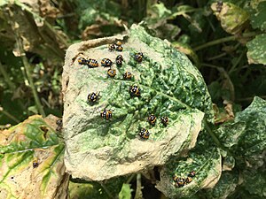 Harlequin Cabbage Bug