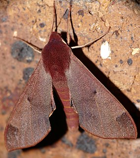 <i>Afroclanis calcareus</i> Species of moth
