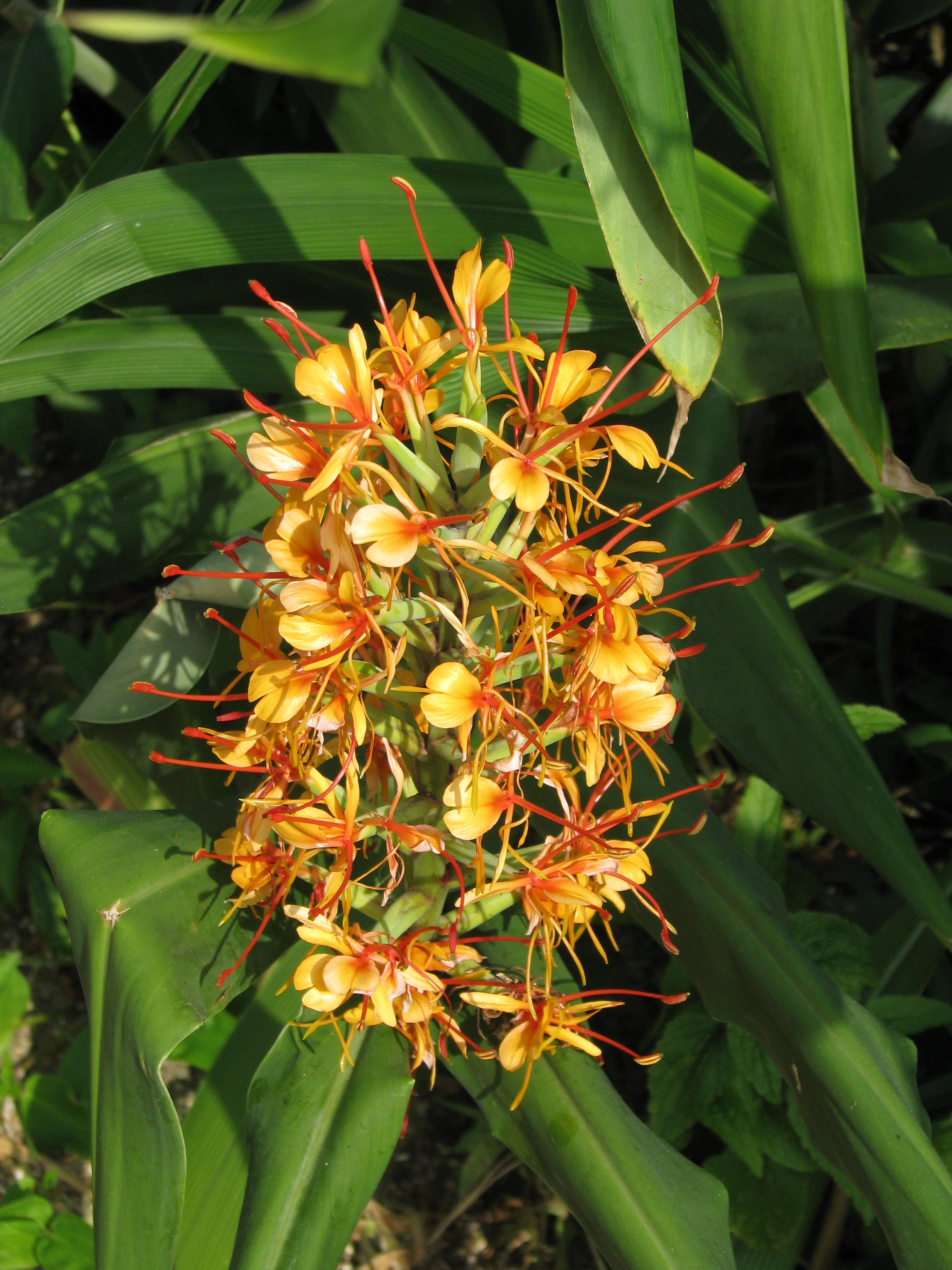 Hedychium coccineum (15269579142).jpg