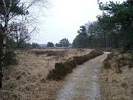 Vegetatie Heide: Verspreiding, Flora en vegetatie, Fauna