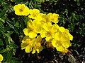 Helianthemum nummularium subsp. grandiflorum