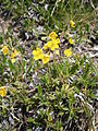 Helianthemum oelandicum subsp. alpestre