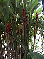 Heliconia caribaea (EG)