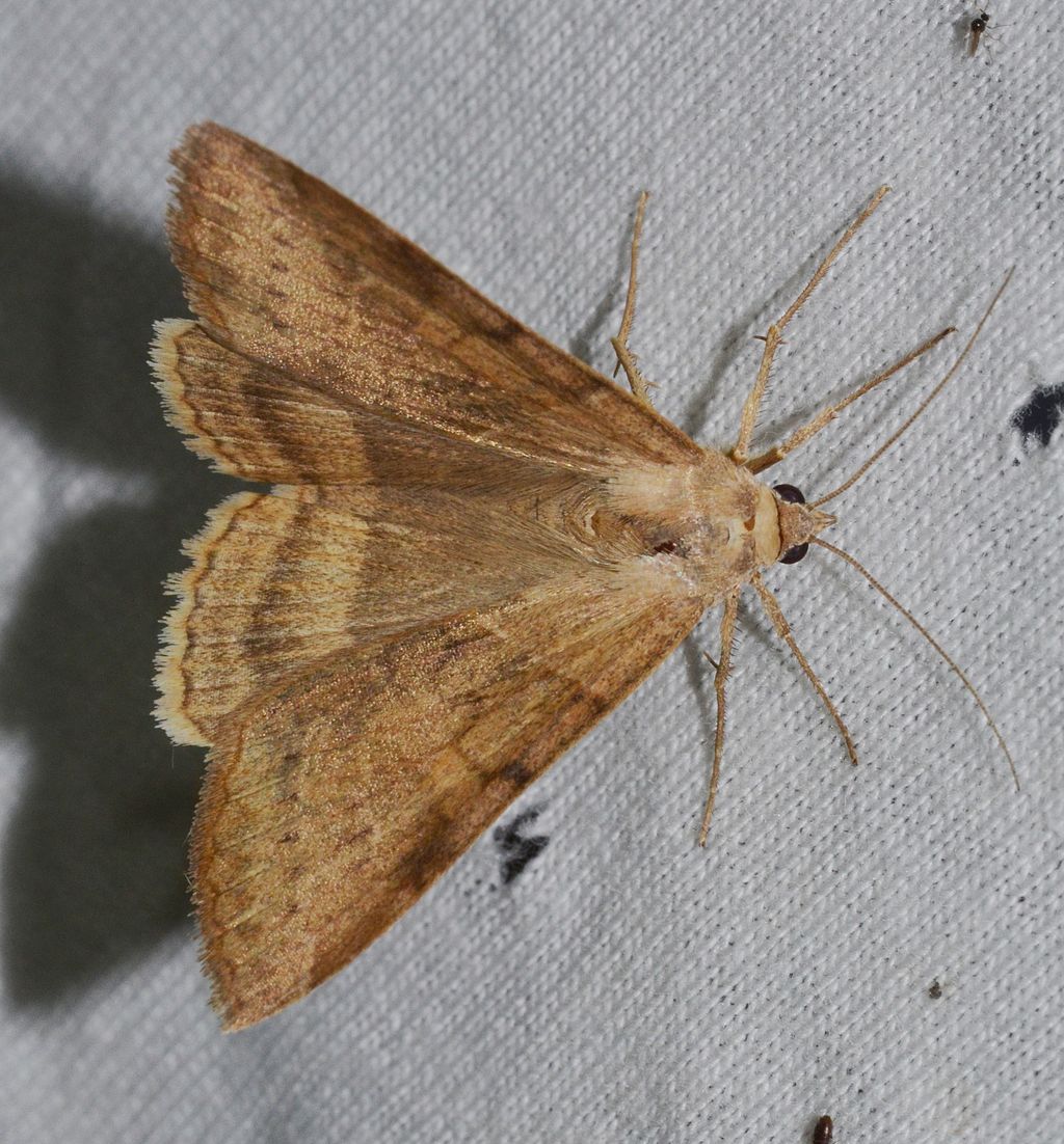 https://upload.wikimedia.org/wikipedia/commons/thumb/e/ee/Helicoverpa_zea_-_Corn_Earworm_Moth_%2814609135305%29.jpg/1024px-Helicoverpa_zea_-_Corn_Earworm_Moth_%2814609135305%29.jpg