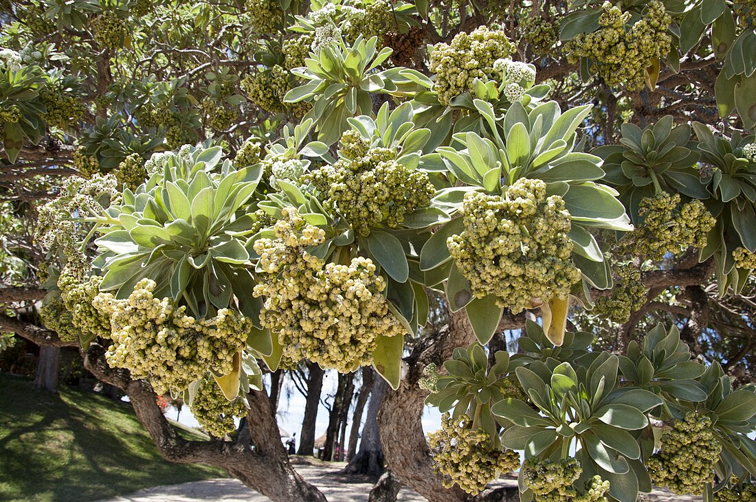 Heliotropium arboreum