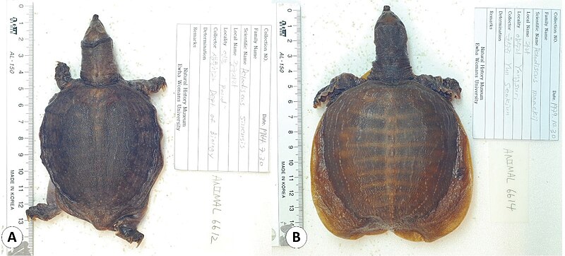 File:Herpetological specimens (10.3897-zookeys.965.52976) Figure 6.jpg