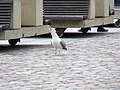 Herring Gull in Tallinn, Estonia.jpg