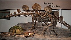Skeletal mount of Hesperosaurus mjosi. Hesperosaurus mjosi skeleton.JPG