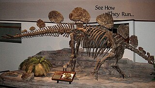 <i>Hesperosaurus</i> Extinct genus of dinosaurs