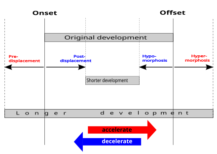 Neoteny Wikipedia - 