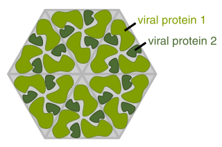 <span class="mw-page-title-main">Viral protein</span>