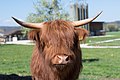 * Nomination Head of a highland cattle cow --Chme82 22:05, 1 December 2017 (UTC) * Promotion Good quality. --Basile Morin 01:02, 2 December 2017 (UTC)