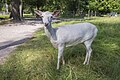 * Nomination Fallow deer in Tambach game park --Plozessor 05:24, 5 January 2024 (UTC) * Promotion Good quality for me, but I would remove the post above the animal's head.--Agnes Monkelbaan 05:50, 5 January 2024 (UTC) @Agnes Monkelbaan: Thx, had never noticed that! Removed it now. --Plozessor 08:11, 5 January 2024 (UTC) Oké, Bedankt.--Agnes Monkelbaan 10:46, 5 January 2024 (UTC)