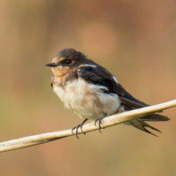 File:Hirundo rustica 101436092.jpg