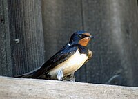 Hirundo rustica LC0073.jpg