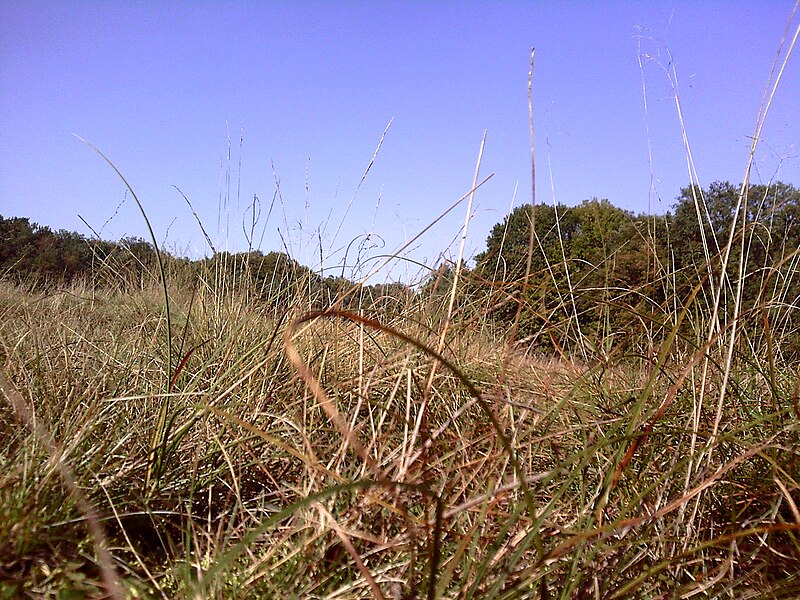 File:Hoge Veluwe 2.jpg