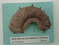 en:Holcodiscus perezianus d'Orbigny, en:Barremian, en:Razgrad, (Coll. V.Tzankov) at the en:Sofia University "St. Kliment Ohridski" Museum of Paleontology and Historical Geology