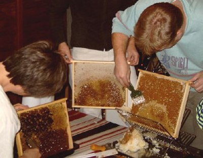 Uncapping beeswax honeycombs