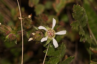 Horkelia cuneata Horkeliacuneata.jpg