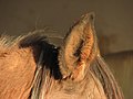 Horse-ear-closeup-0a.jpg