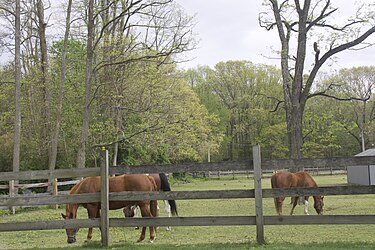 One of many horse farms in Howell
