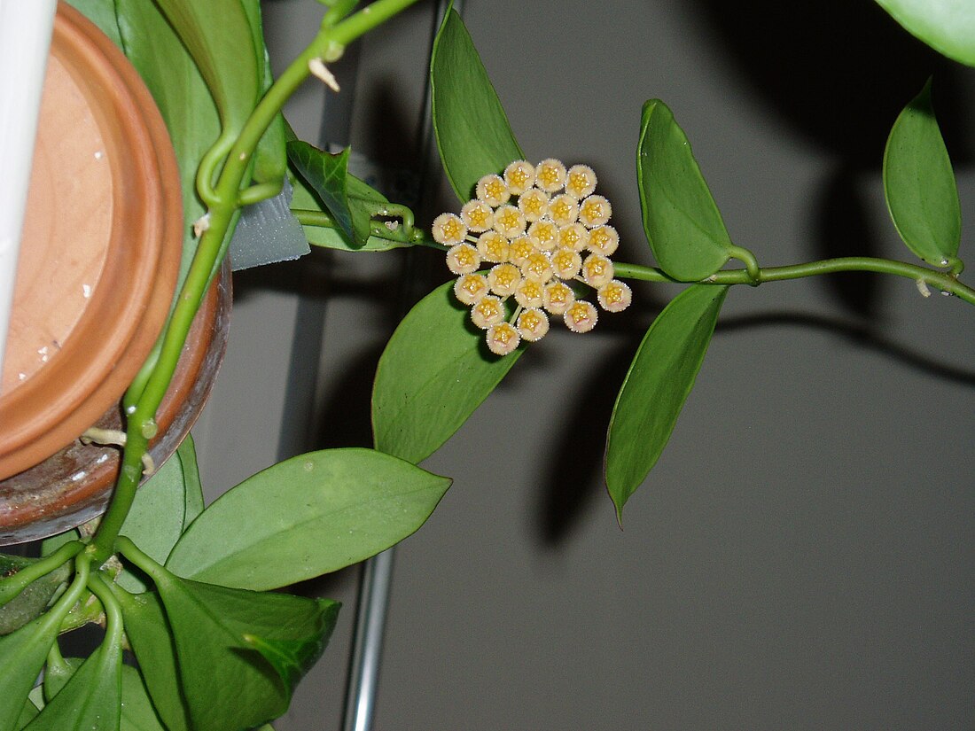 Hoya obscura