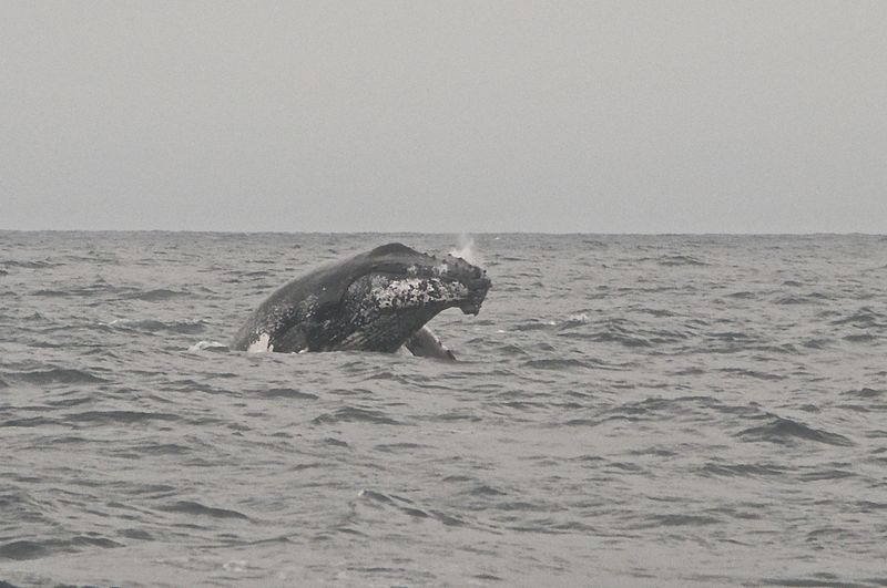 File:Humpback whale (15785038338).jpg