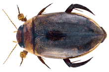 Hydaticus ricinus Wewelka, 1979 male (15592682412).png