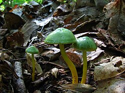 Hygrocybe psittacina 54530.jpg