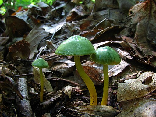 Hygrocybe psittacina 54530