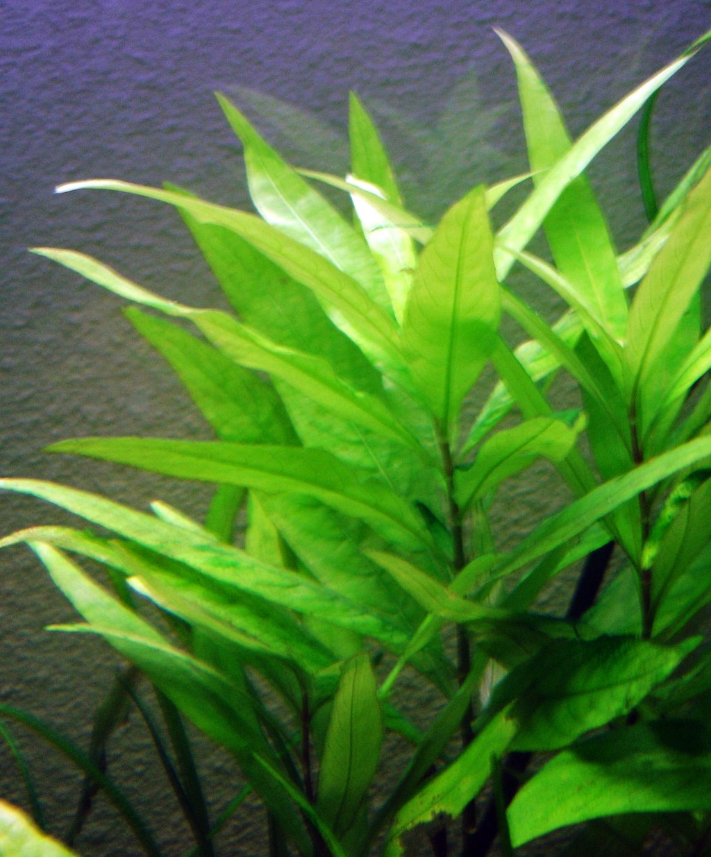 [Imagen: 1024px-Hygrophila_corymbosa_siamensis.JPG]