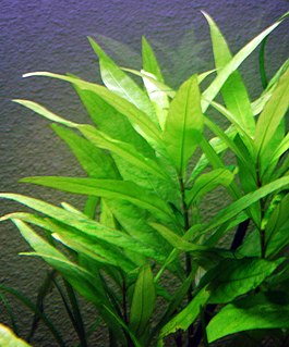 <i>Hygrophila corymbosa</i> Species of aquatic plant