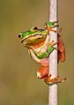 Formerly included in the European tree frog, the form molleri is now recognized as its own species, the Iberian tree frog