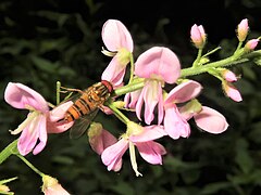 花は淡桃色で大きい。竜骨弁の中に花糸10個が合体した単体雄蕊と1個の雌蕊があり先端に小型の柱頭をつける。